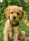 Girl_2_2026-08-17_Bella_2